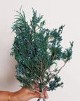 Juniper Stems | Preserved Florals