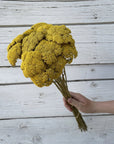 Yarrow | Preserved Florals