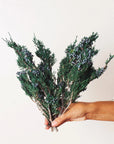 Juniper Stems | Preserved Florals