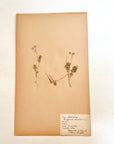 Pressed Flower Herbier Papiers | No.9 circa 1921