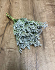 German Statice | Preserved Florals