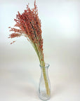 Broom Corn | Preserved Florals