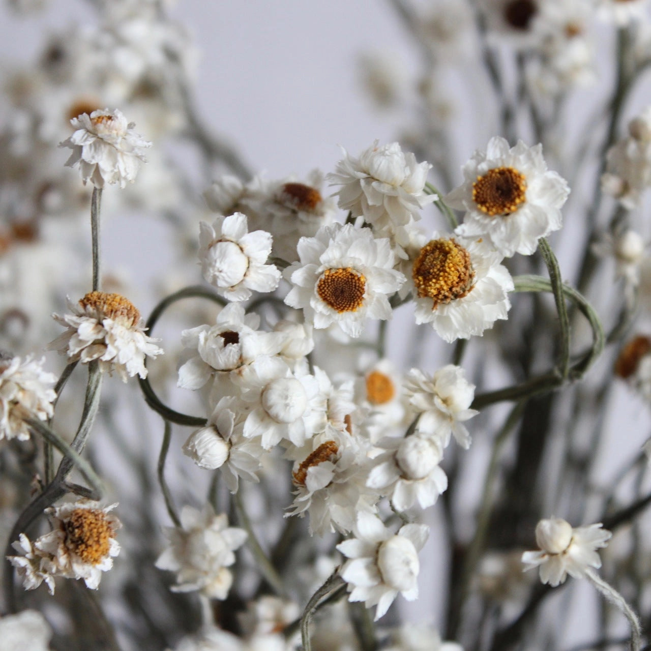 Ammobium | Preserved Florals