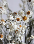 Ammobium | Preserved Florals