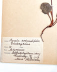 Pressed Flower Herbier Papiers | No.11 circa 1918