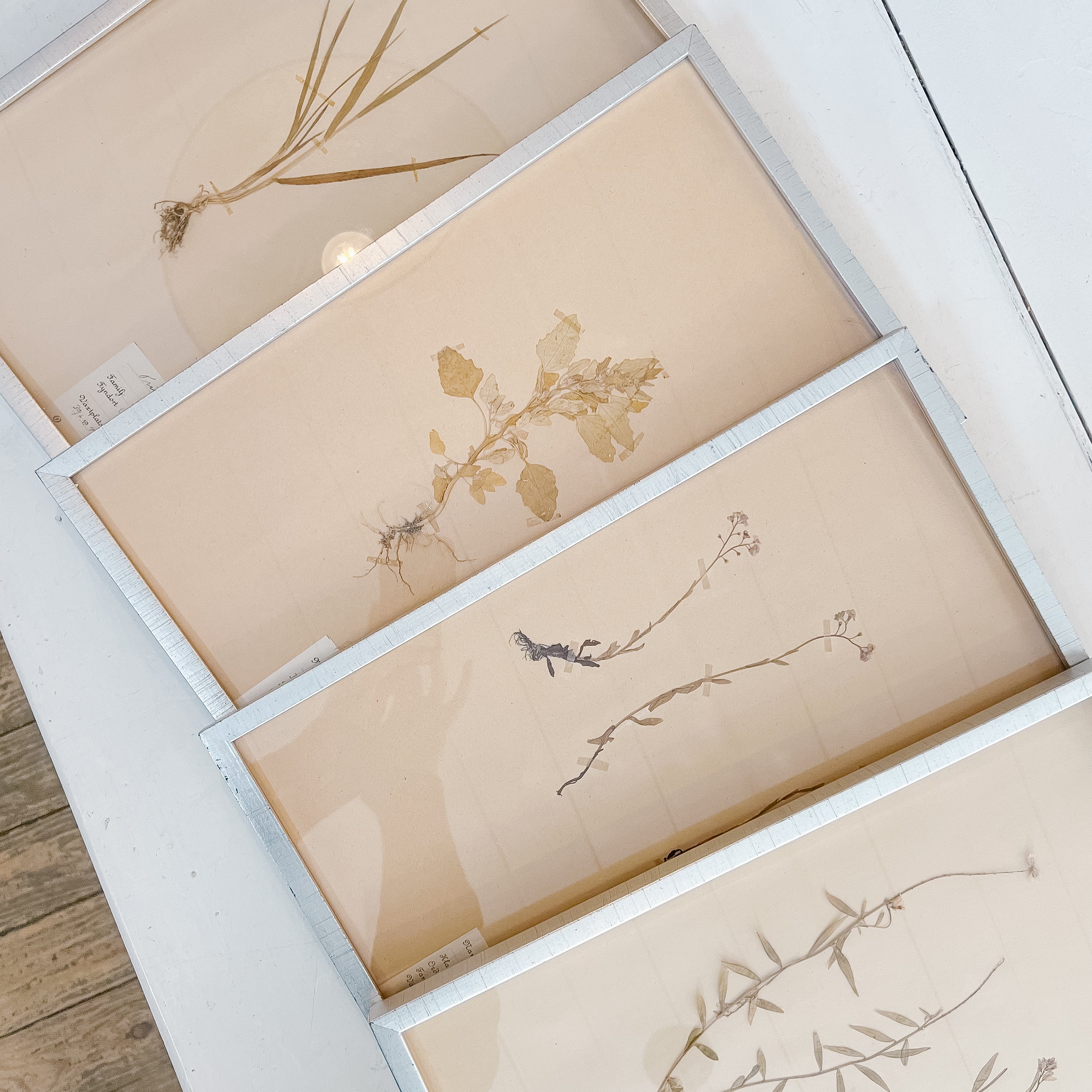Pressed Flower Botanical Framed Art | C1940s from France