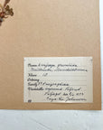 Pressed Flower Herbier Papiers | No.3 circa 1942