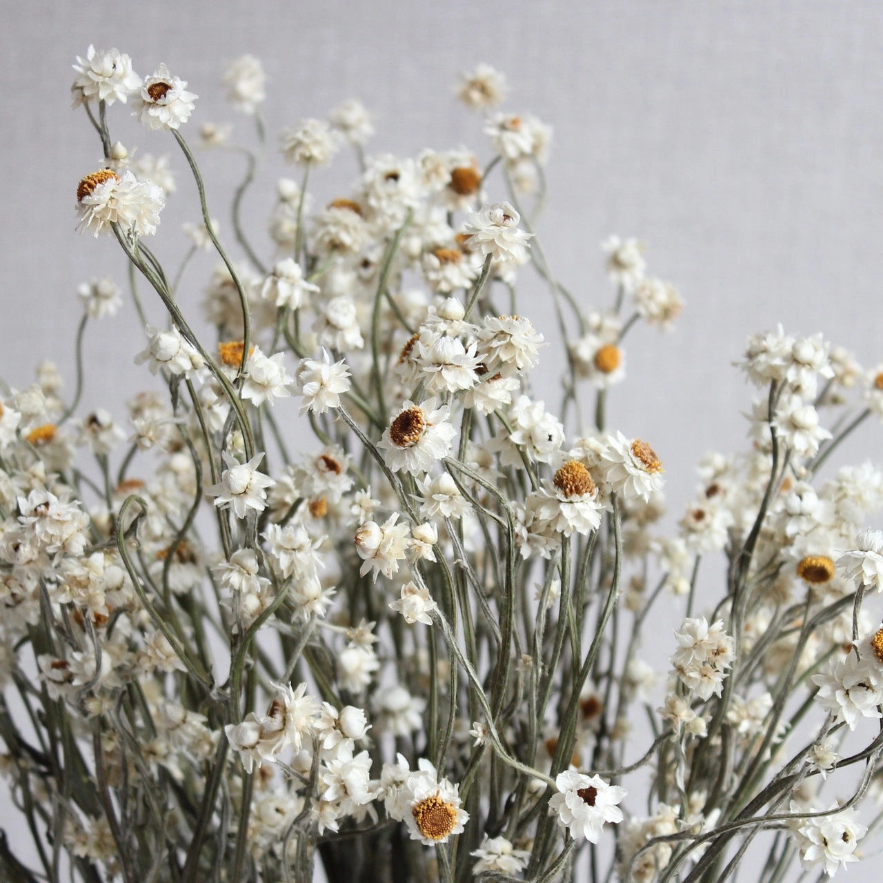 Ammobium | Preserved Florals