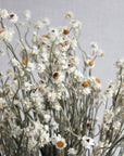 Ammobium | Preserved Florals