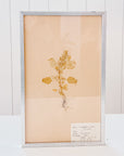 Pressed Flower Botanical Framed Art | C1940s from France