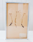 Pressed Flower Botanical Framed Art | C1940s from France