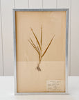 Pressed Flower Botanical Framed Art | C1940s from France