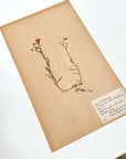 Pressed Flower Herbier Papiers | No.14 circa 1952