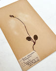Pressed Flower Herbier Papiers | No.11 circa 1918