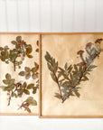 No. 1 Framed Archival Pressed Flower Art circa 1948 France | Pair of 2