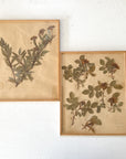 No. 1 Framed Archival Pressed Flower Art circa 1948 France | Pair of 2