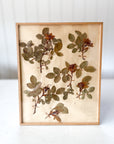 No. 1 Framed Archival Pressed Flower Art circa 1948 France | Pair of 2