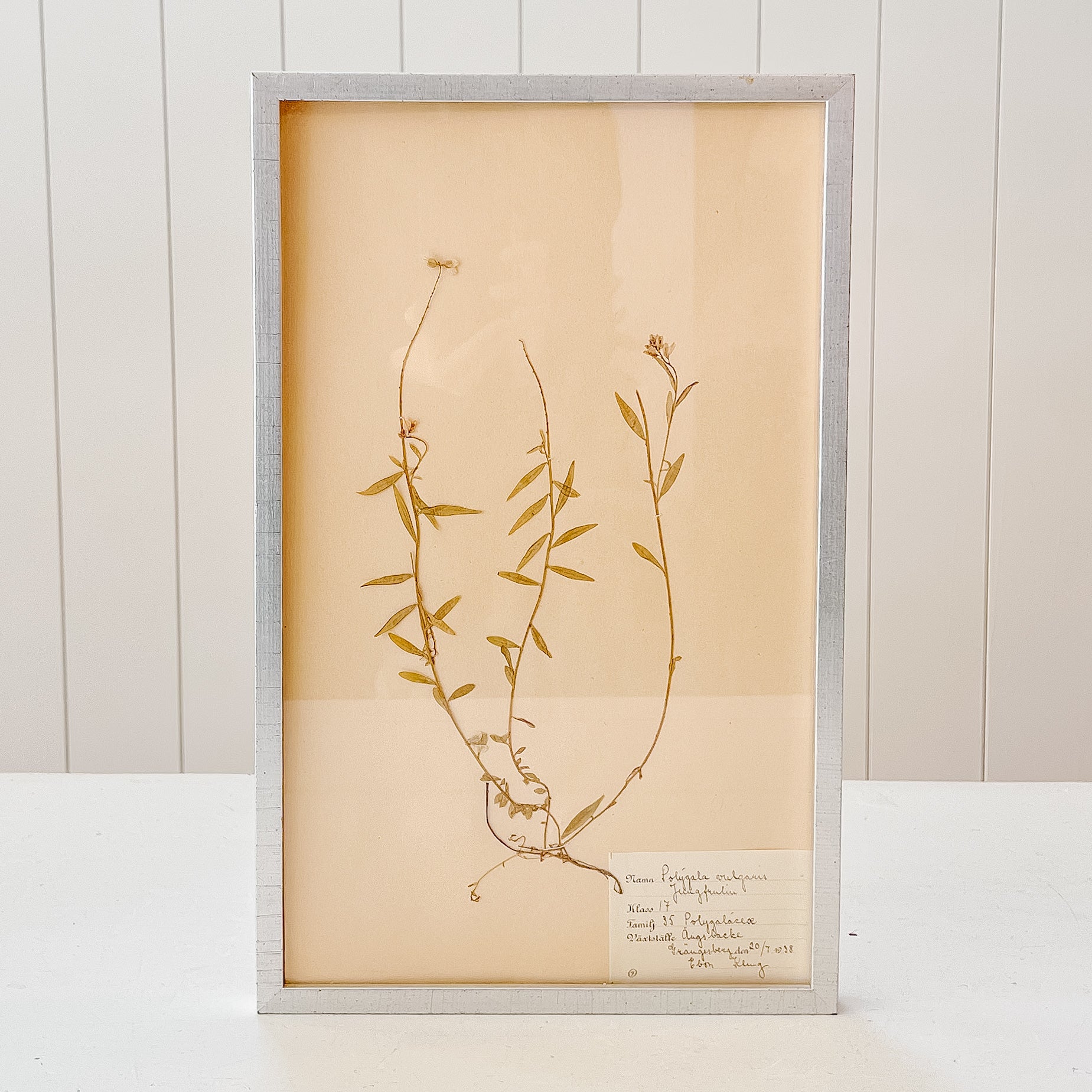 Pressed Flower Botanical Framed Art | C1940s from France
