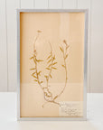 Pressed Flower Botanical Framed Art | C1940s from France