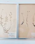 Pressed Flower Botanical Framed Art | C1940s from France