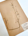 Pressed Flower Herbier Papiers | No.5 circa 1930