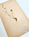 Pressed Flower Herbier Papiers | No.6 circa 1938