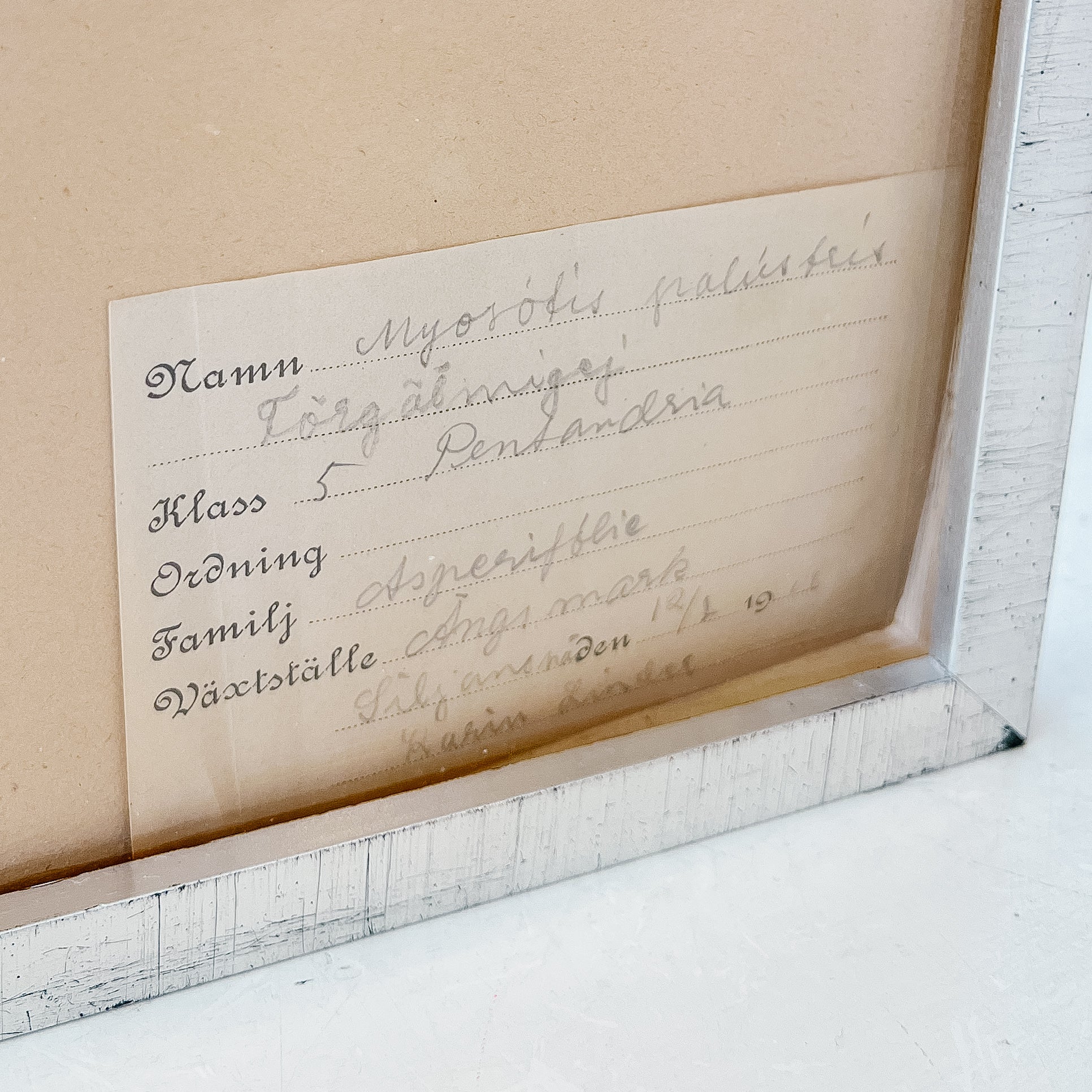 Pressed Flower Botanical Framed Art | C1940s from France