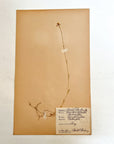 Pressed Flower Herbier Papiers | No.7 circa 1926