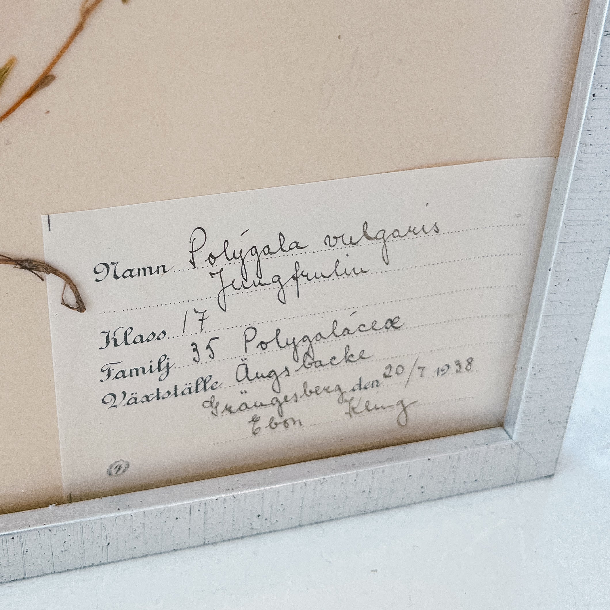 Pressed Flower Botanical Framed Art | C1940s from France