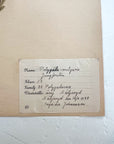 Pressed Flower Herbier Papiers | No.4 circa 1948