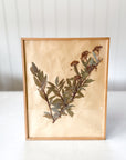 No. 1 Framed Archival Pressed Flower Art circa 1948 France | Pair of 2