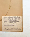 Pressed Flower Herbier Papiers | No.7 circa 1926