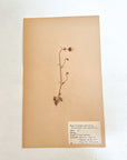 Pressed Flower Herbier Papiers | No.3 circa 1942