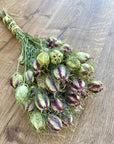 Nigella | Preserved Florals