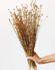 Poppy Pods | Preserved Florals