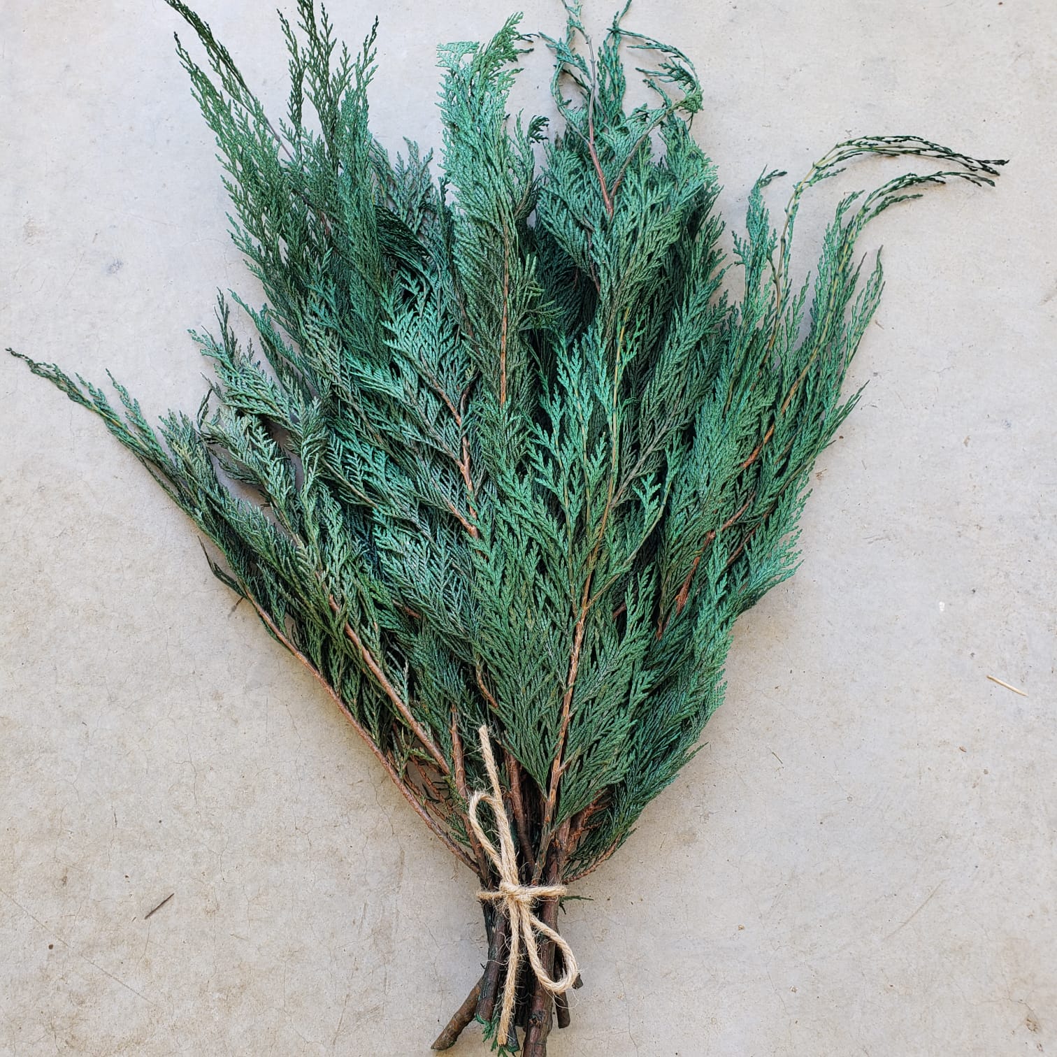Preserved Cedar Bundle