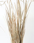 Flax Grass